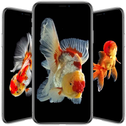 Logo Goldfish Wallpaper
