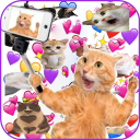 Download  WAStickerApps Stickers Cats