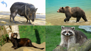 Download Animals for Kids Learning Games for Android screenshot 6
