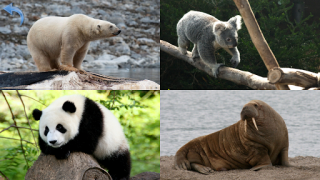Download Animals for Kids Learning Games for Android screenshot 7