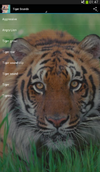 Download Cats sounds Music and audio for Android screenshot 3