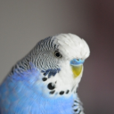Download  Parakeet Sounds