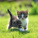Download  Cat Live Wallpaper