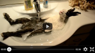 Download Free Funny Videos for Whatsapp Entertainment for Android screenshot 6