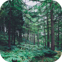 Download  Forest Wallpapers HD (backgrounds & themes)