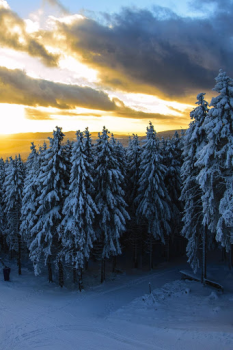 Download Forest Wallpapers HD (backgrounds & themes) Personalization for Android screenshot 2
