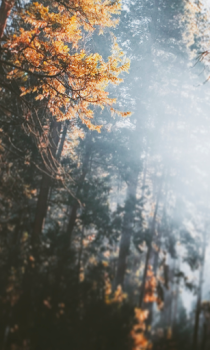 Download Forest Wallpapers HD (backgrounds & themes) Personalization for Android screenshot 3