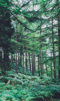 Download Forest Wallpapers HD (backgrounds & themes) Personalization for Android screenshot 4