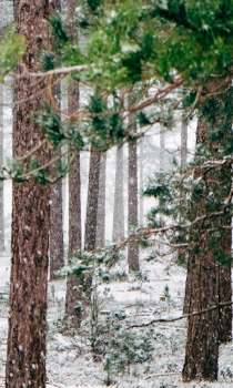 Download Forest Wallpapers HD (backgrounds & themes) Personalization for Android screenshot 5