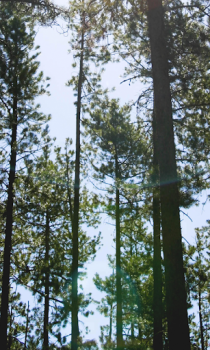 Download Forest Wallpapers HD (backgrounds & themes) Personalization for Android screenshot 6