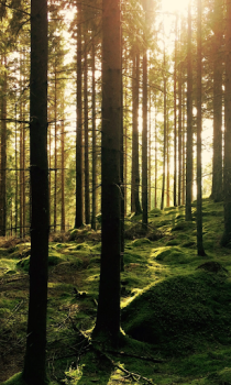Download Forest Wallpapers HD (backgrounds & themes) Personalization for Android screenshot 7