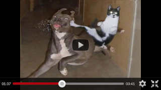 Download Funny Animal Videos: Cats Dogs Entertainment for Android screenshot 2