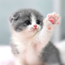 Download  Cat Wallpapers HD Cute