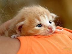 Download Cat Wallpapers HD Cute Personalization for Android screenshot 2