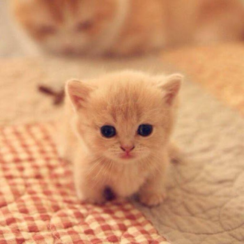 Download Cat Wallpapers HD Cute Personalization for Android screenshot 3