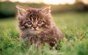 Download Cat Wallpapers HD Cute Personalization for Android screenshot 4