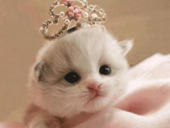 Download Cat Wallpapers HD Cute Personalization for Android screenshot 5