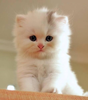 Download Cat Wallpapers HD Cute Personalization for Android screenshot 6