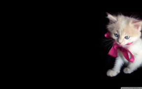 Download Cat Wallpapers HD Cute Personalization for Android screenshot 7