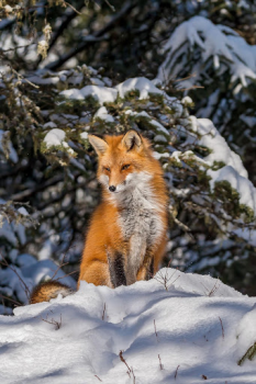 Download Fox Wallpaper HD: backgrounds & themes Personalization for Android screenshot 3