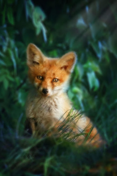 Download Fox Wallpaper HD: backgrounds & themes Personalization for Android screenshot 4