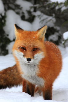 Download Fox Wallpaper HD: backgrounds & themes Personalization for Android screenshot 5