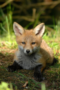 Download Fox Wallpaper HD: backgrounds & themes Personalization for Android screenshot 7