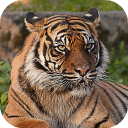 Download  Tiger Wallpapers HD (backgrounds & themes)