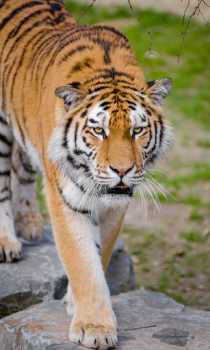 Download Tiger Wallpapers HD (backgrounds & themes) Personalization for Android screenshot 2
