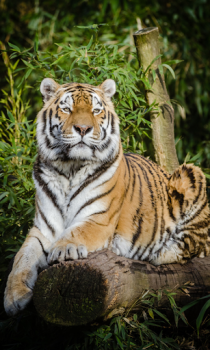 Download Tiger Wallpapers HD (backgrounds & themes) Personalization for Android screenshot 3