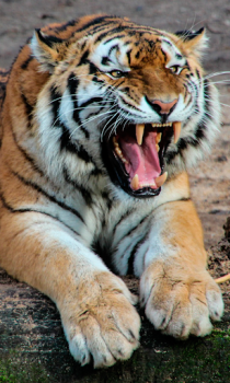Download Tiger Wallpapers HD (backgrounds & themes) Personalization for Android screenshot 4