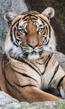 Download Tiger Wallpapers HD (backgrounds & themes) Personalization for Android screenshot 5