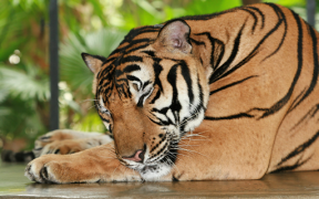 Download Tiger Wallpapers HD (backgrounds & themes) Personalization for Android screenshot 6