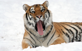 Download Tiger Wallpapers HD (backgrounds & themes) Personalization for Android screenshot 7
