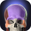 Download  Anatomyka - 3D Anatomy Atlas