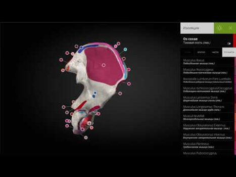 Download Anatomyka - 3D Anatomy Atlas Medicine for Android screenshot 8