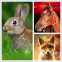 Download  Animals LIve Wallpaper