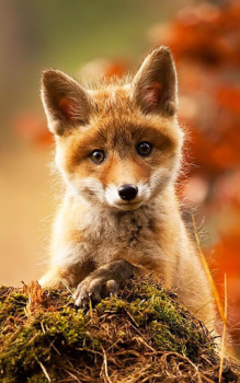 Download Animals LIve Wallpaper Personalization for Android screenshot 2