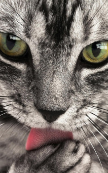 Download Animals LIve Wallpaper Personalization for Android screenshot 3