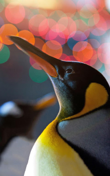 Download Animals LIve Wallpaper Personalization for Android screenshot 6