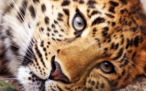 Download Animals LIve Wallpaper Personalization for Android screenshot 7