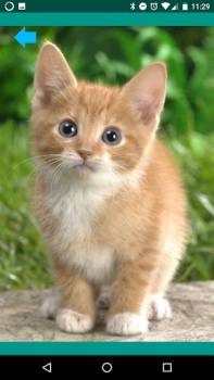 Download Animal sounds. Learn and play. Entertainment for Android screenshot 3