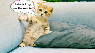 Download Cat translator. Cat sounds. Meow joke Entertainment for Android screenshot 2