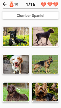 Download Dog Breeds - Quiz about dogs! Trivia for Android screenshot 6