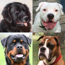 Download  Dogs Quiz - Guess All Breeds!