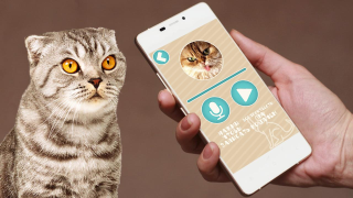 Download Переводчик на кошачий язык Entertainment for Android screenshot 3