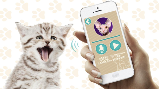 Download Переводчик на кошачий язык Entertainment for Android screenshot 4