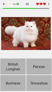 Download Cats Quiz Guess Popular Breeds Trivia for Android screenshot 4