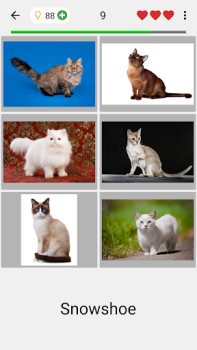 Download Cats Quiz Guess Popular Breeds Trivia for Android screenshot 7