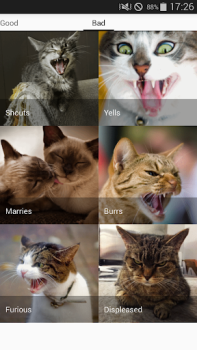 Download Cat sounds - play with cats Entertainment for Android screenshot 4
